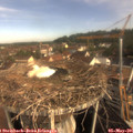 08_50-nest.jpg