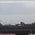 08_55-mast.jpg
