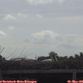 09_15-mast.jpg