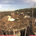 09_30-nest.jpg