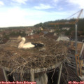 09_40-nest.jpg