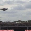 09_45-mast.jpg