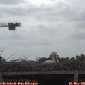 09_50-mast.jpg