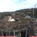 09_50-nest.jpg