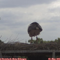 10_05-mast.jpg