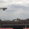10_10-mast.jpg