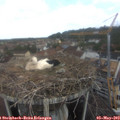 10_10-nest.jpg