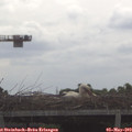 10_15-mast.jpg