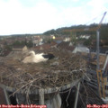 10_15-nest.jpg