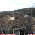 10_20-nest.jpg