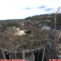 10_25-nest.jpg