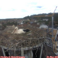 10_30-nest.jpg