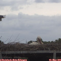 10_40-mast.jpg