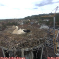 10_40-nest.jpg