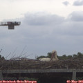 10_50-mast.jpg