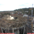 10_50-nest.jpg
