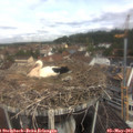 11_00-nest.jpg