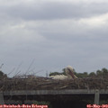 11_05-mast.jpg
