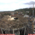 11_05-nest.jpg