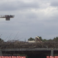 11_10-mast.jpg
