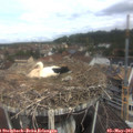 11_10-nest.jpg