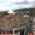 11_15-nest.jpg