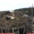 11_20-nest.jpg