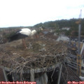11_25-nest.jpg