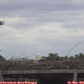 11_45-mast.jpg