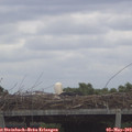 11_50-mast.jpg