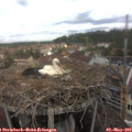 11_50-nest.jpg
