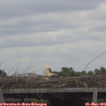 11_55-mast.jpg