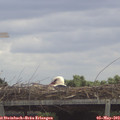 12_05-mast.jpg