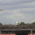 12_10-mast.jpg