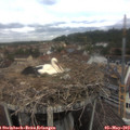 12_10-nest.jpg
