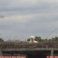 12_20-mast.jpg