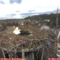 12_20-nest.jpg
