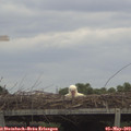 12_25-mast.jpg
