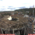 12_25-nest.jpg
