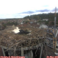 12_30-nest.jpg