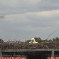 12_35-mast.jpg