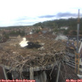 12_35-nest.jpg