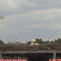 12_40-mast.jpg