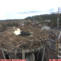 12_40-nest.jpg