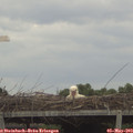 12_45-mast.jpg