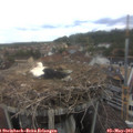 12_45-nest.jpg