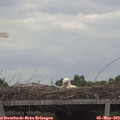 12_50-mast.jpg