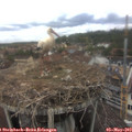 12_55-nest.jpg