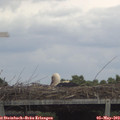 13_05-mast.jpg