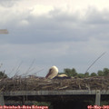 13_10-mast.jpg